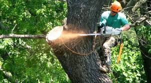 Emergency Tree Work
